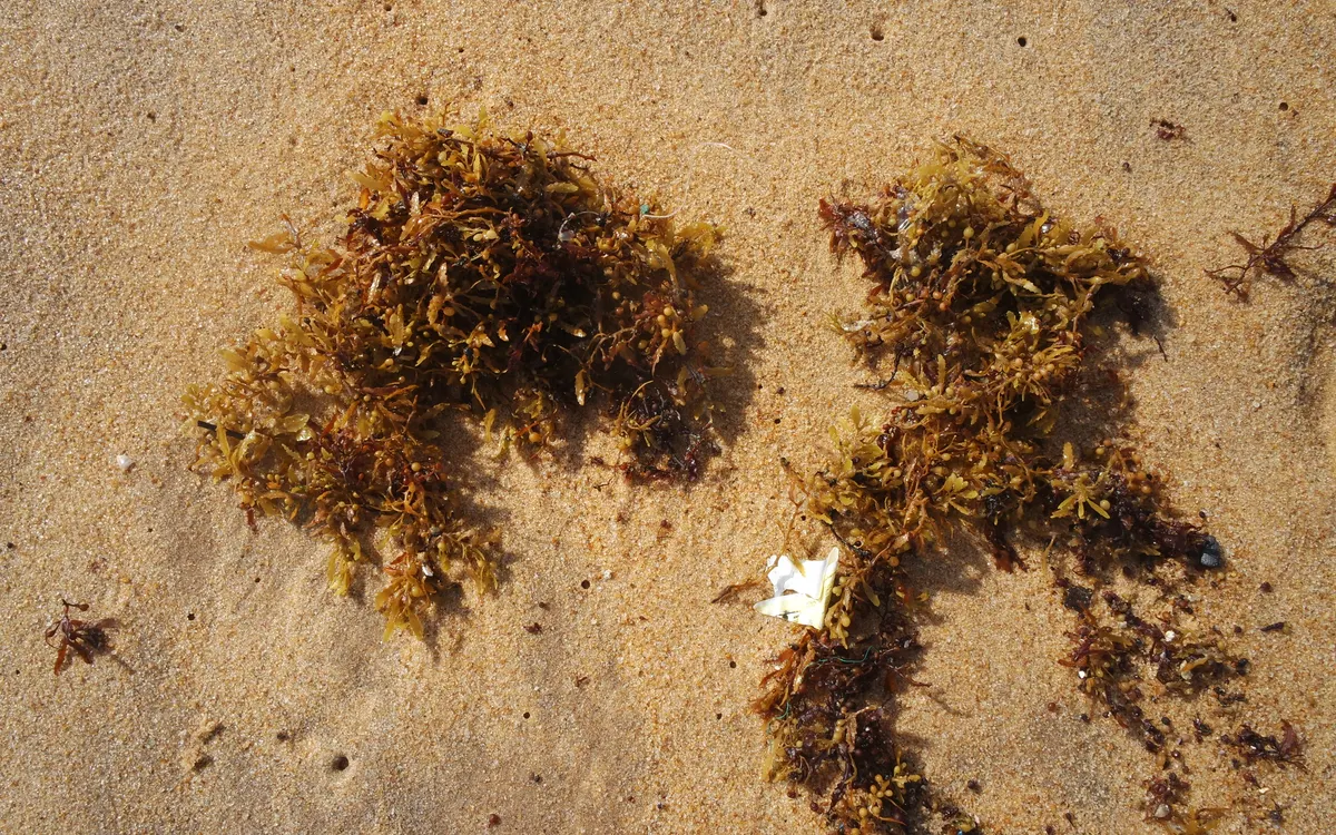 Algues échouées et sable littoral observés à Grand-Bassam — Archive PNL