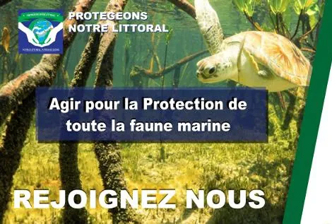 Protection de la faune marine — Archive PNL