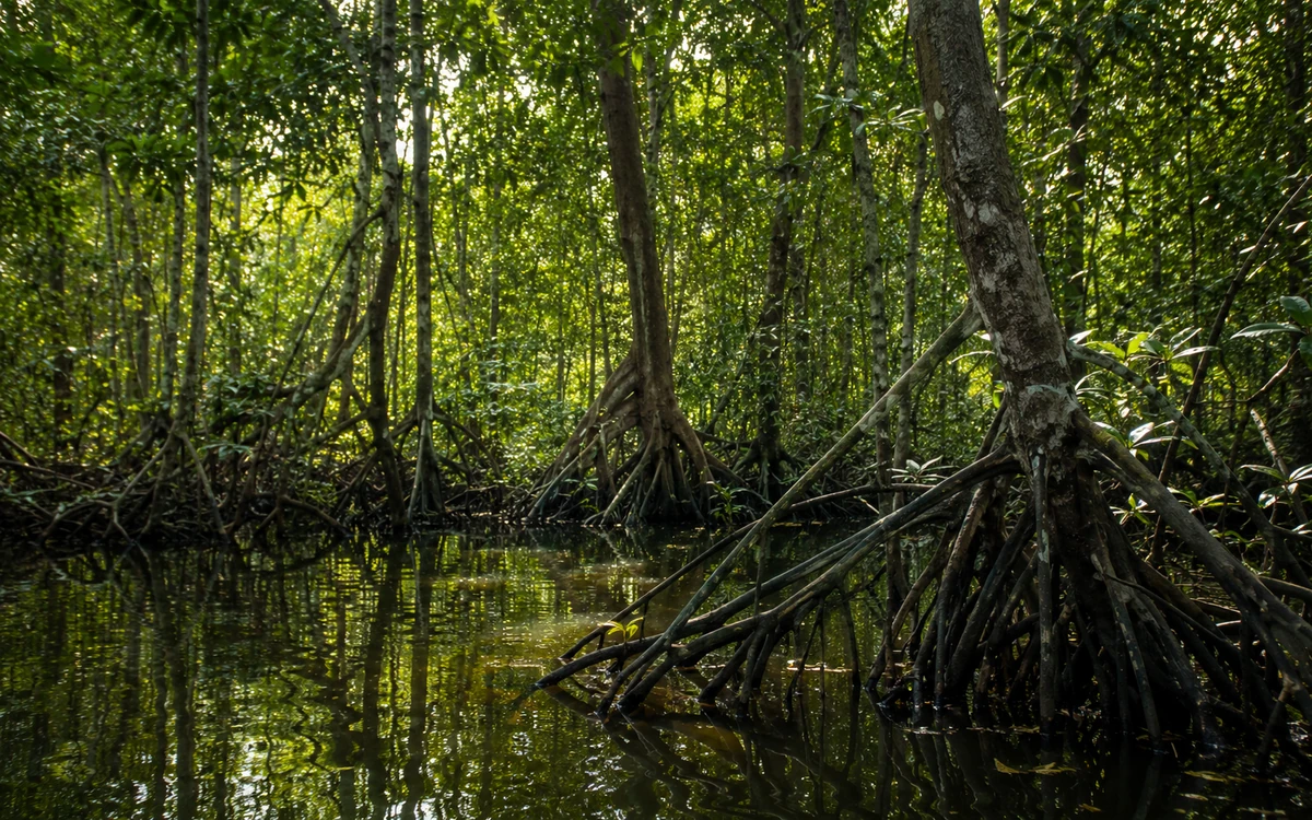 Mangrove tropicale et racines en milieu lagunaire — ONG Protégeons notre Littoral